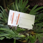 Sh 7- Iris & Daylily Plants ready for packaging and shipping 